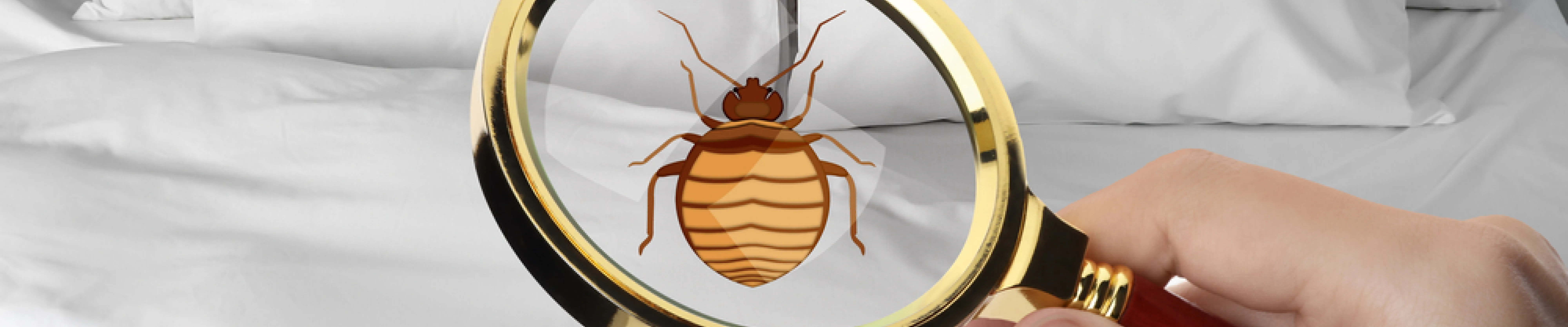 carpet cleaning in new york, carpet cleaning new york, carpet cleaners in new york, carpet cleaners in ny, commercial carpet cleaning, commercial carpet cleaning in ny, ny rug cleaners, rug cleaning services in new york, same day carpet cleaning, same day rug cleaning in ny