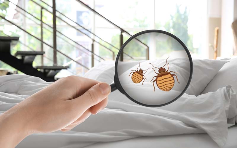 carpet cleaning in new york, carpet cleaning new york, carpet cleaners in new york, carpet cleaners in ny, commercial carpet cleaning, commercial carpet cleaning in ny, ny rug cleaners, rug cleaning services in new york, same day carpet cleaning, same day rug cleaning in ny